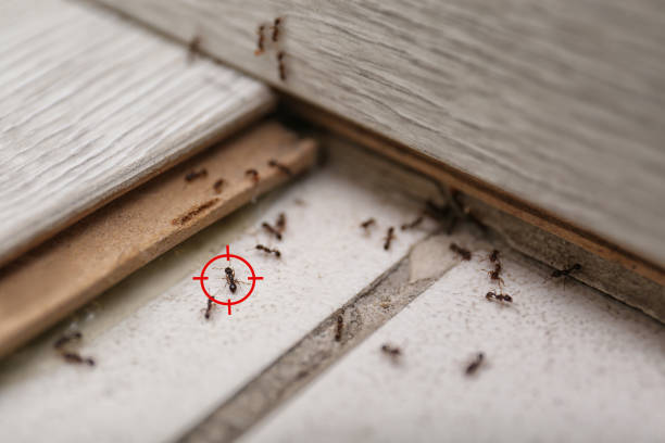 Best Affordable Pest Control Services  in Spring Grove, IL