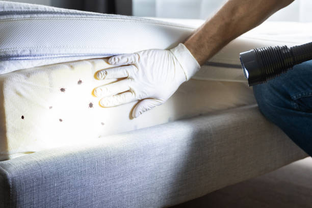 Best Residential Pest Control  in Spring Grove, IL