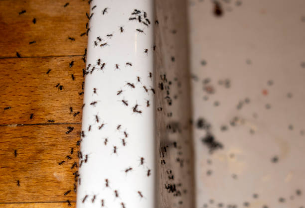Best Commercial Pest Control Services  in Spring Grove, IL