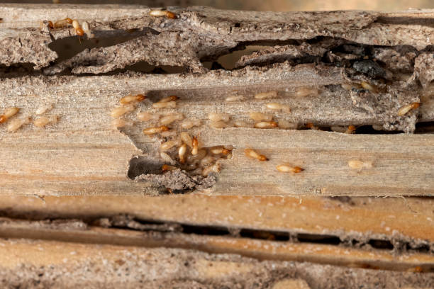 Professional Pest Control in Spring Grove, IL