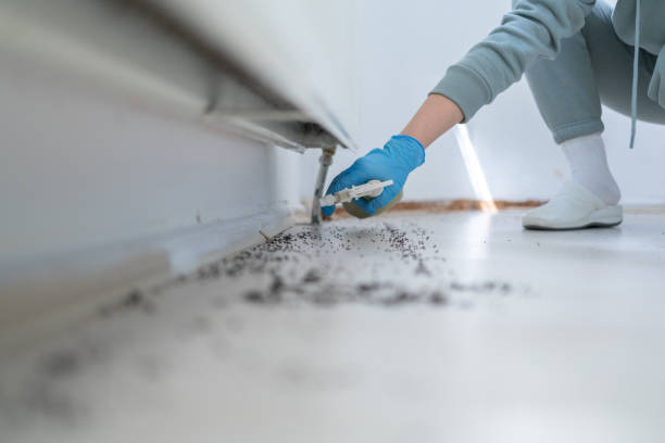Best Flea Control Services  in Spring Grove, IL